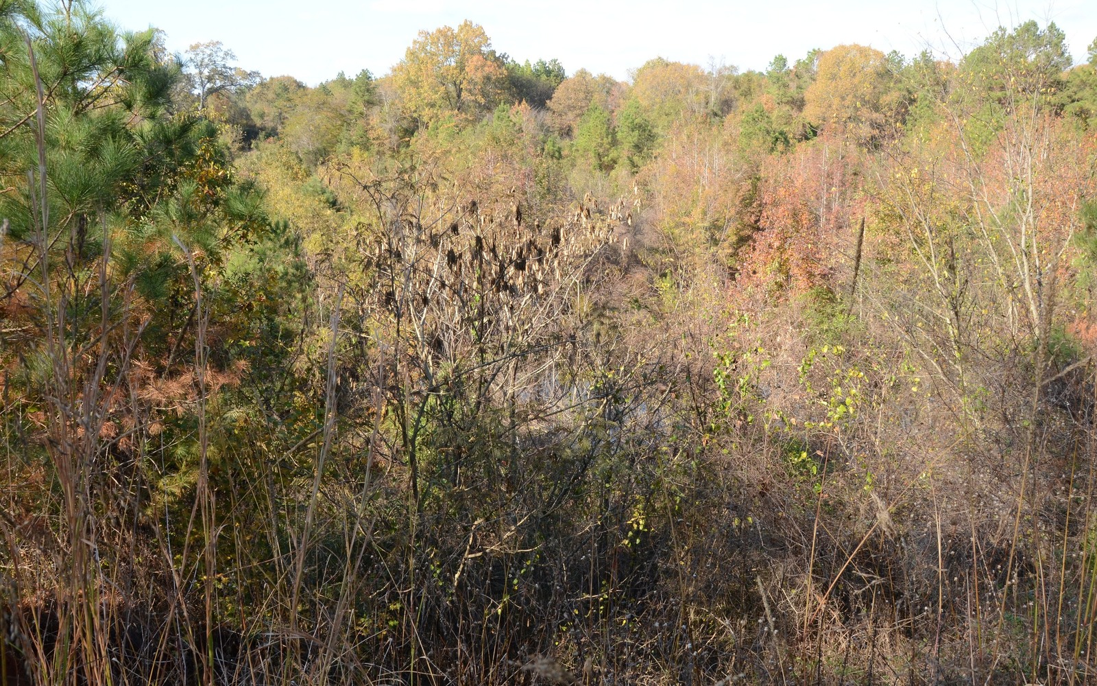 Sell Mineral Rights in Norphlet, AR